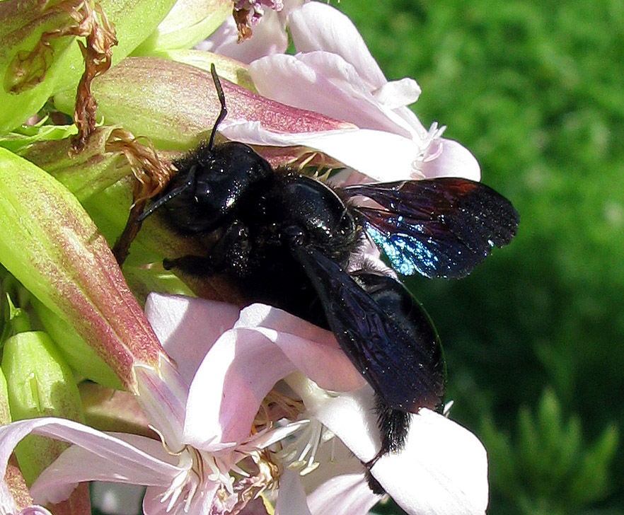 Impollinazione...ma non solo...(perforazione del calice)